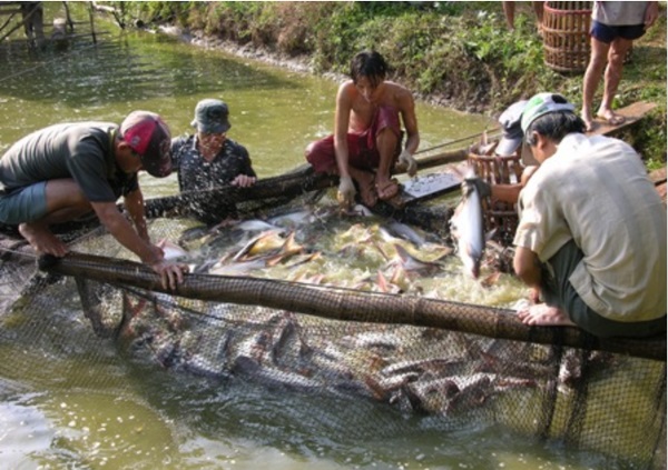 An Giang đẩy mạnh liên kết tiêu thụ cá tra