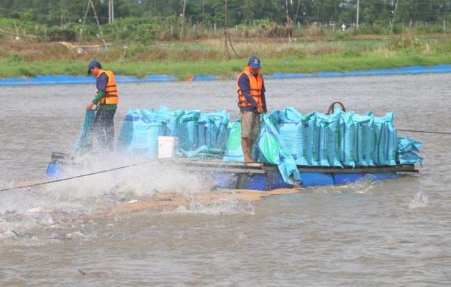 Đẩy mạnh liên kết, phát huy thế mạnh nuôi cá tra vùng ĐBSCL