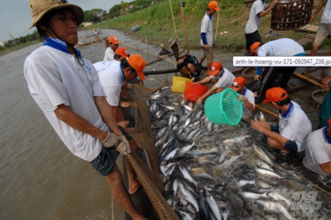 An Giang hướng tới phát triển nông nghiệp hiện đại, bền vững