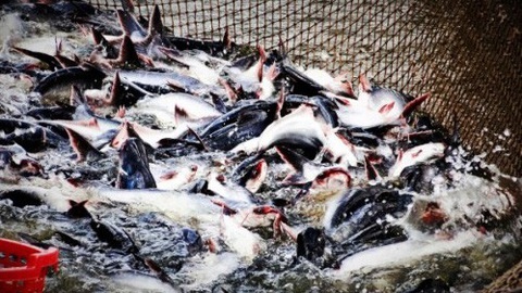 Mỹ hoãn việc đánh giá an toàn thực phẩm cá tra Việt Nam